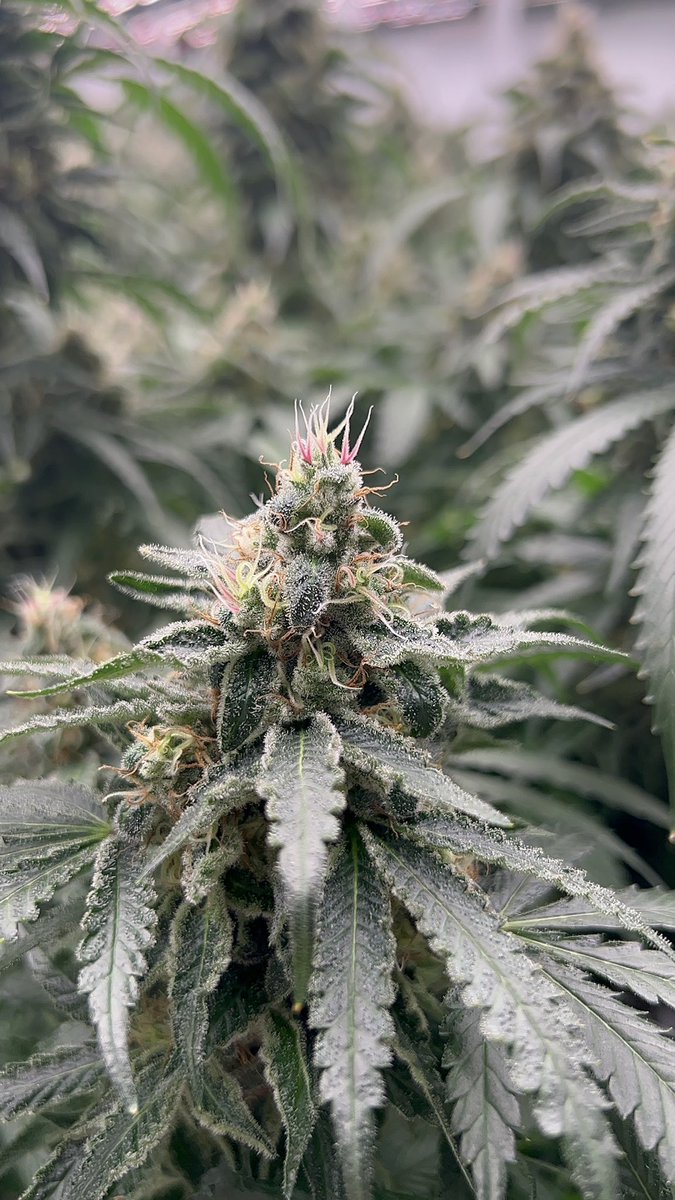 loudasspotts's tweet photo. But have y’all seen the pink pistils?!? https://t.co/lZBmcdndqS