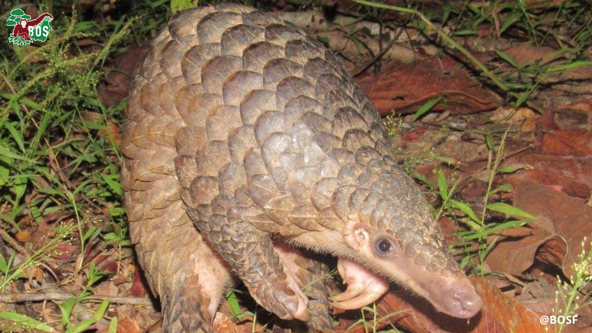 It's World Pangolin Day!

Sadly the world's only scaled mammal is the most trafficked. 

Please help us stop this vile trade by signing our wildlife-trade-pledge today!

wildlifetradepledge.com

#WorldPangolinDay #Conservation #WildlifeTrade #Extinction #saveorangutans