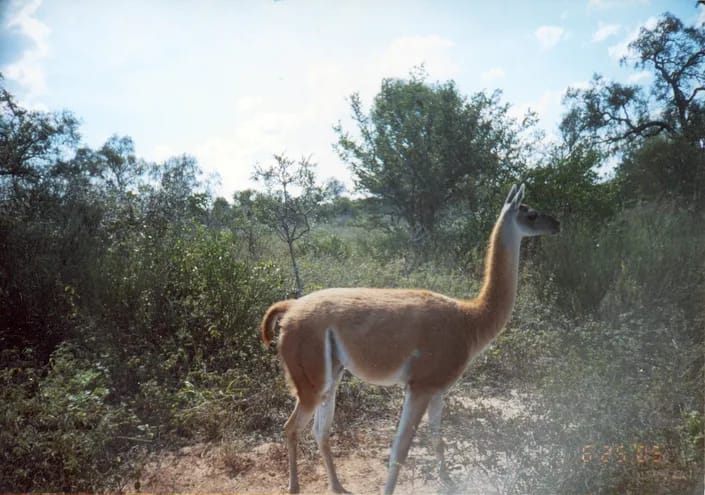 vicbordon21's tweet photo. Tenemos Guanacos en el Chaco Paraguayo https://t.co/Kk0c0KKJZL