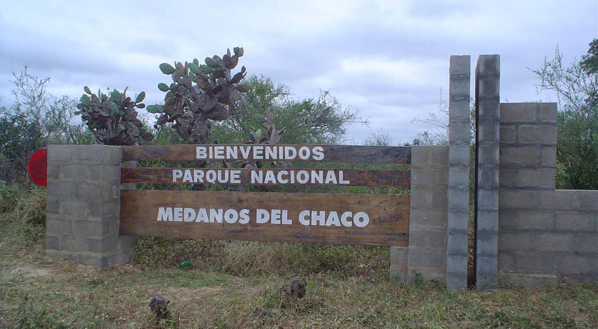 vicbordon21's tweet photo. Tenemos Guanacos en el Chaco Paraguayo https://t.co/Kk0c0KKJZL