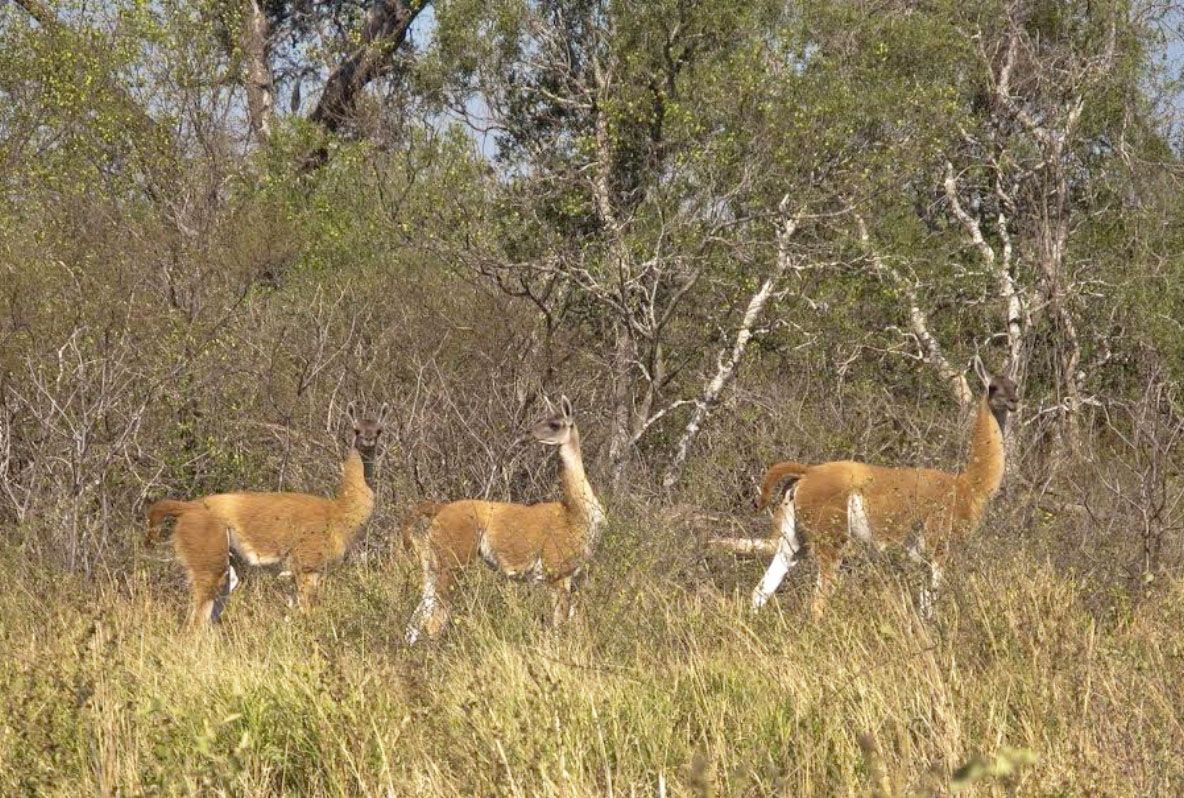 vicbordon21's tweet photo. Tenemos Guanacos en el Chaco Paraguayo https://t.co/Kk0c0KKJZL
