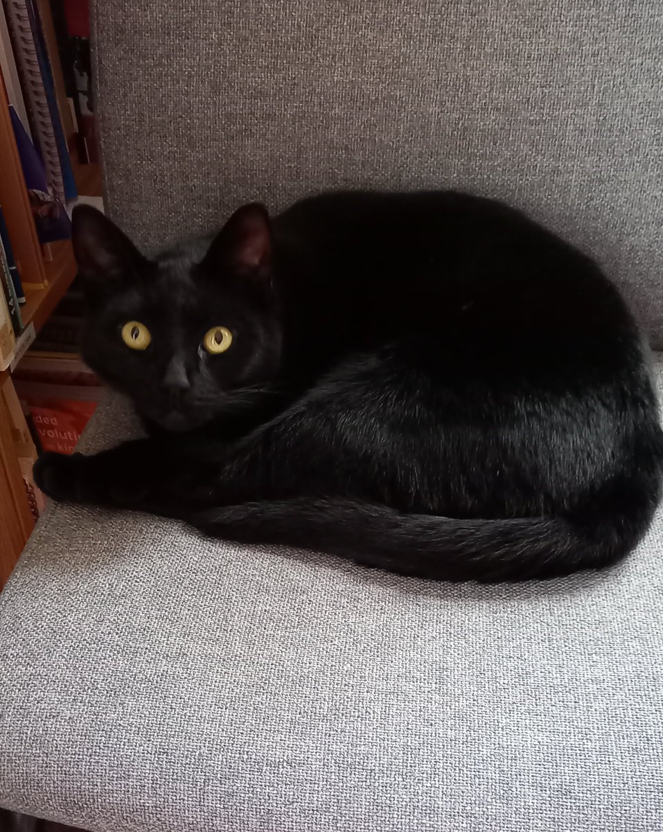 convent_cat's tweet photo. Feeling a little surprised today by the amount of activity going on.  Its Saturday folks!! #Caturday #conventcat https://t.co/TtejOKjwyx