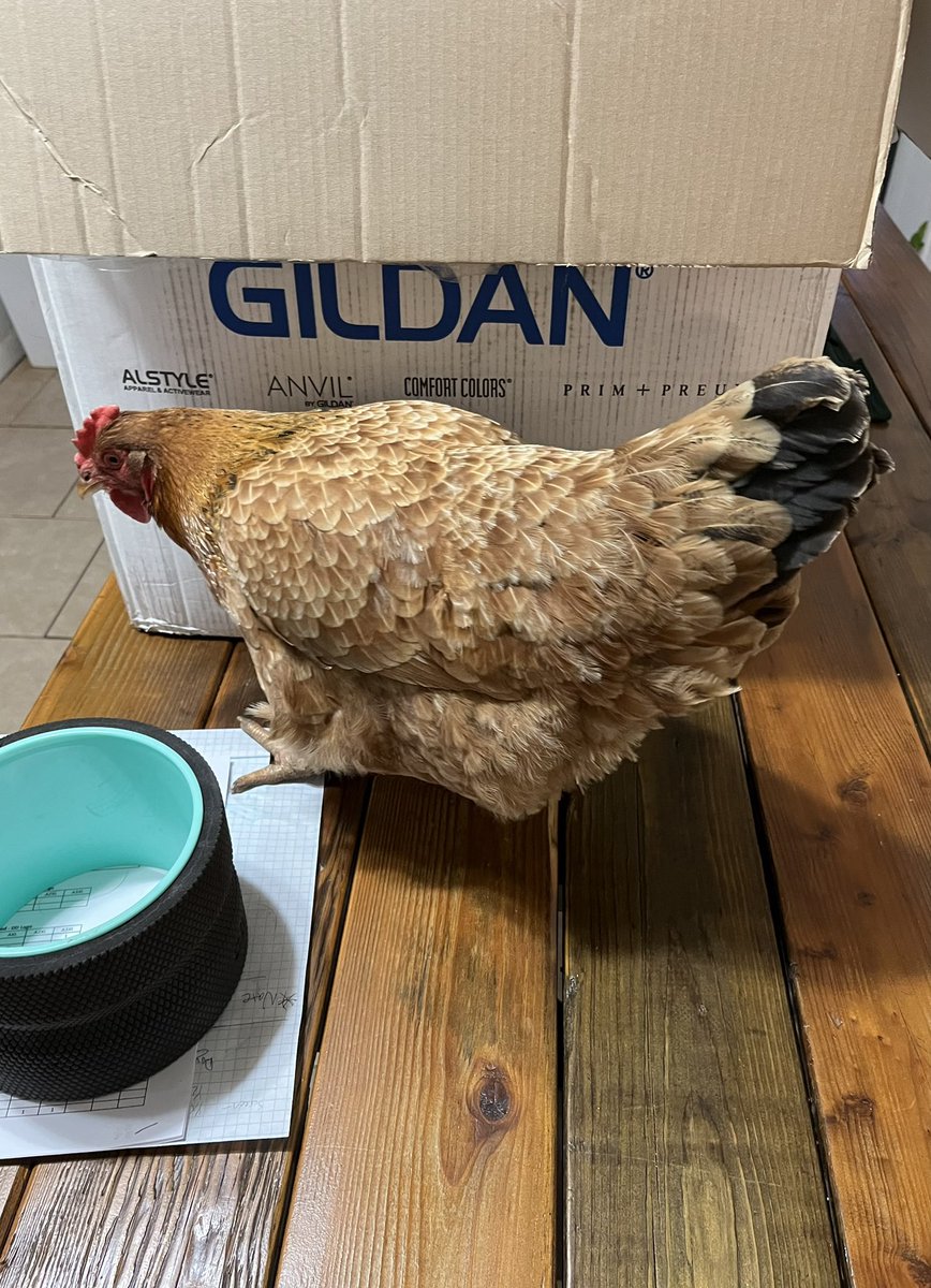 the_lionchaser's tweet photo. So farm life… took the dogs out… came back inside and found “red” on the kitchen table. Apparently she thought it was warm inside. https://t.co/D6mKCgmvCX