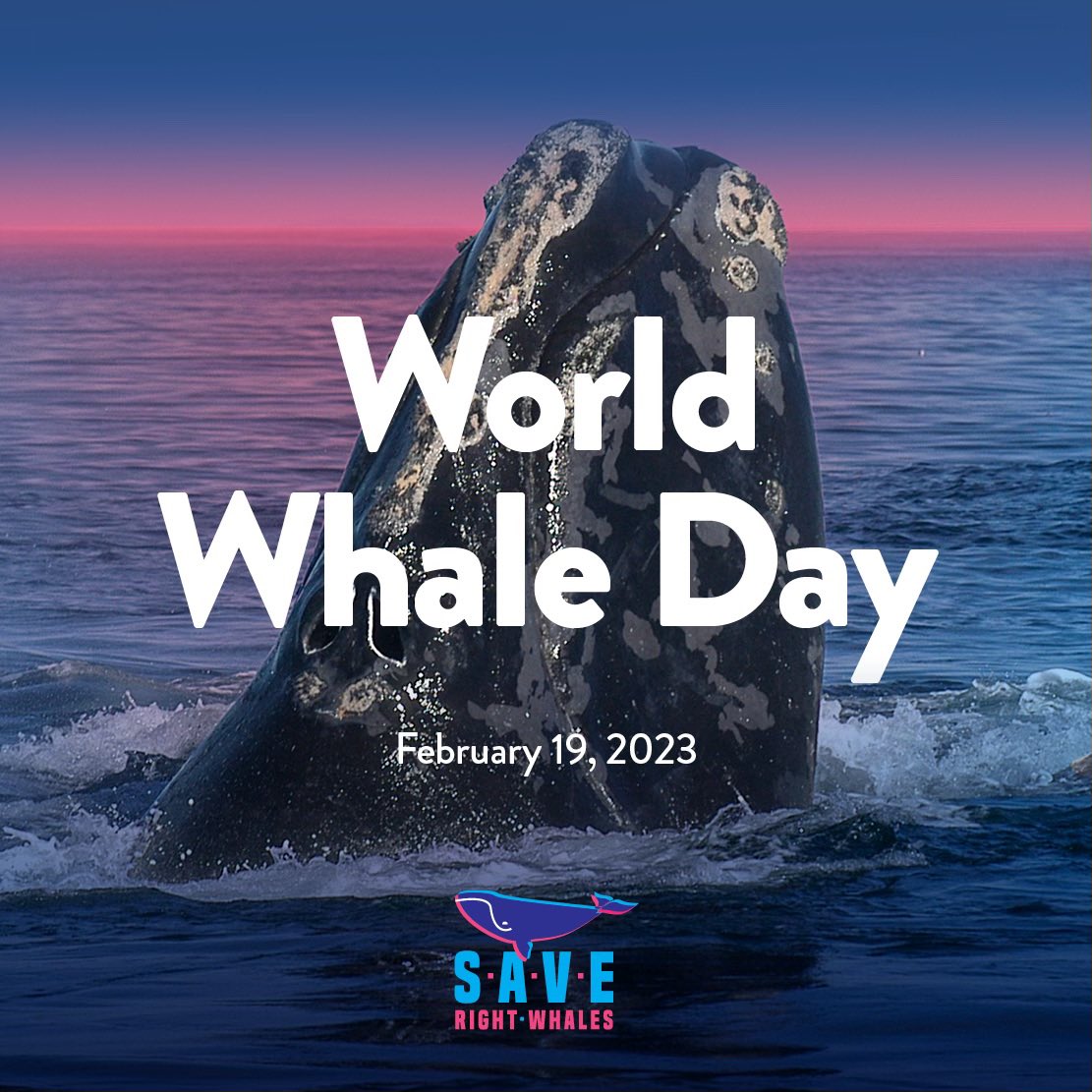 SaveNARW's tweet photo. Tomorrow - February 19 - is World Whale Day 🐳💙🐋

If you’re in New Jersey, or farther afield, please come to the rally on Point Pleasant Beach boardwalk at 1 pm.

Details in our newsletter. Please read and signup here:https://t.co/pYt2yqzVvZ

 #worldwhaleday #rightwhales https://t.co/bKvyyrU7R4