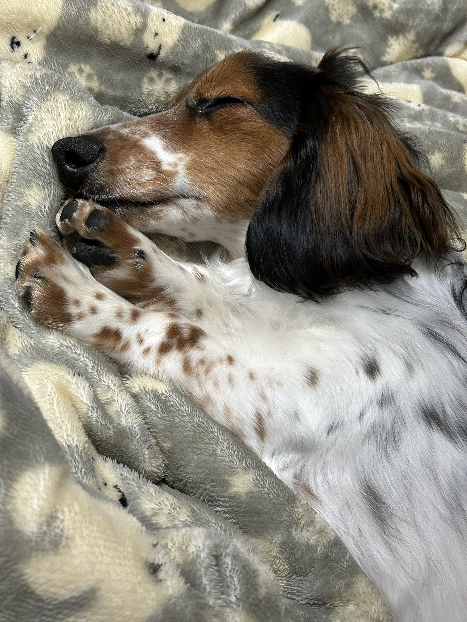 はるる様専用 モールアート ブラックタンパイボールド*