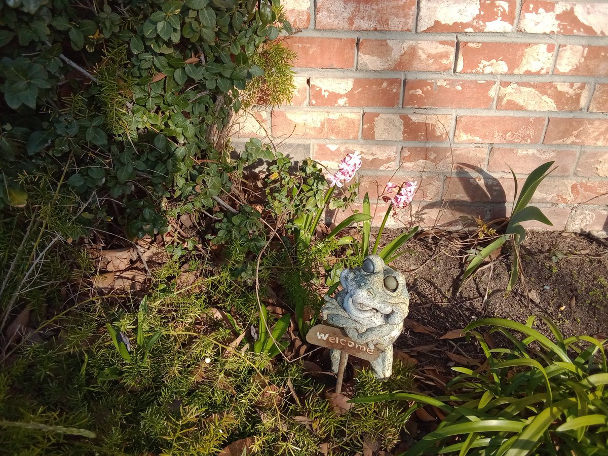 A couple of our flowers are blooming