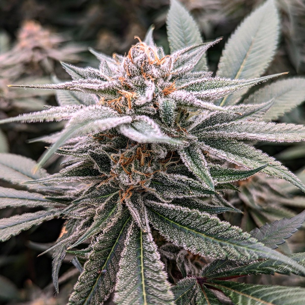 Utokiaherbco's tweet photo. @Leafly Our black blue Magoo from @DynastyGenetics is super creative! https://t.co/YLw3xiyczD