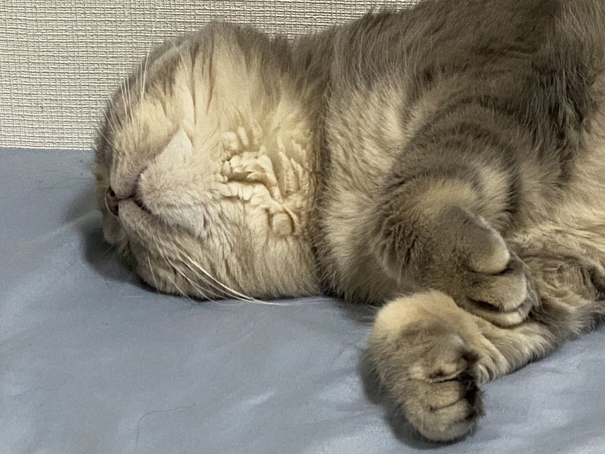 熟睡ちゅう。
（´-`）.｡oOあぁモフりたいモフりたい…