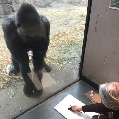 #NewProfilePic #Inthestudio 
#gorillas #greatapes #drawing #draw #ongoingseries #art #boston #bostonart #Artistsoninstagram #contemporaryart #endangeredspecies #@jenbradleystudio #Apedrawingproject