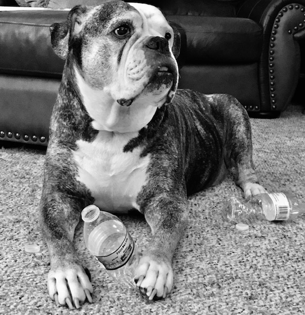 Even my dog child "Crook" finds the time to recycle♻️.. #MustLoveDogsNData❤️🐶 #MVN4WRDwithapurpose #MVN4WRDwithdata