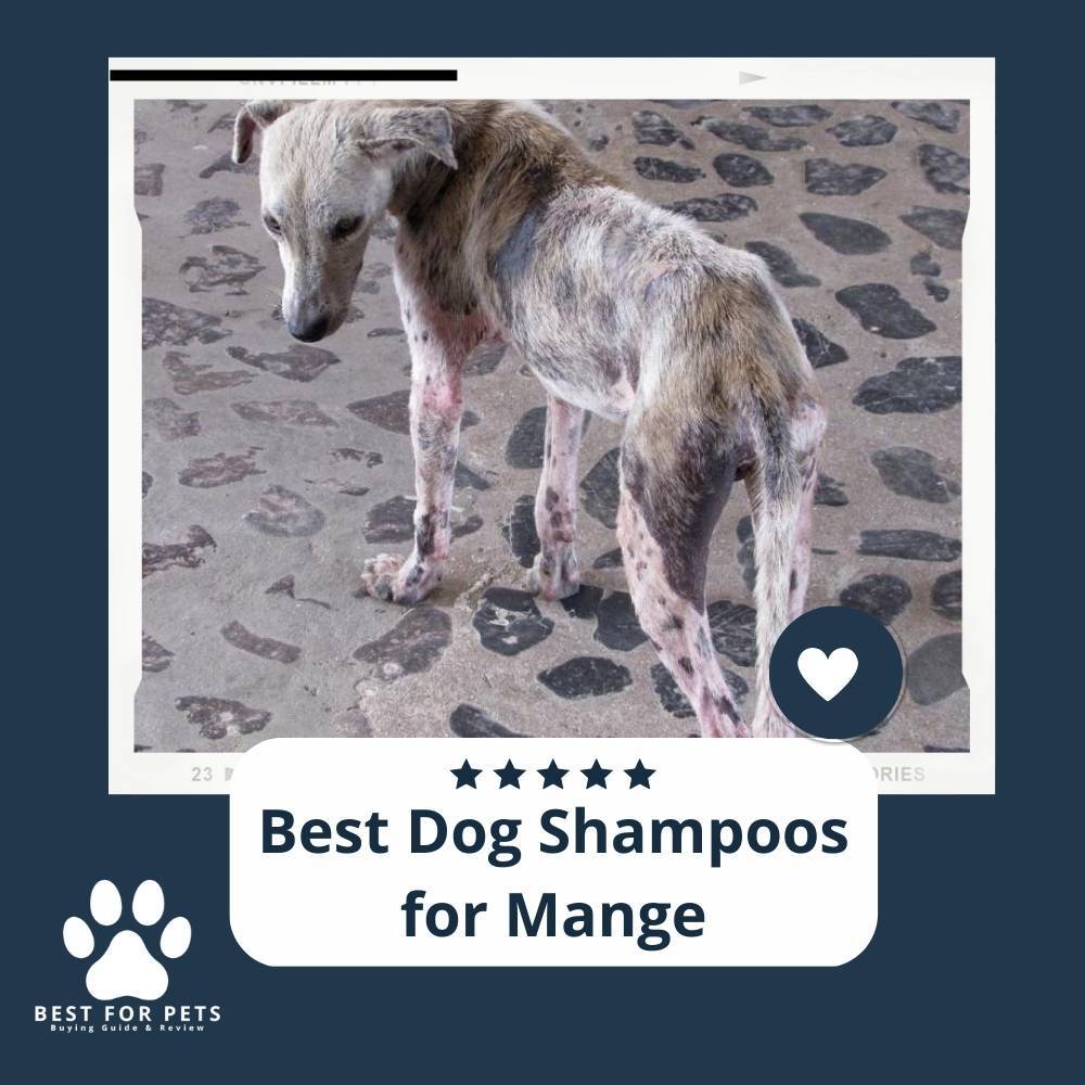 BestForPets4's tweet image. BestForPets (bestforpets.org) looked at the best dog shampoos for mange to help you choose the best shampoo for your dog.

bestforpets.org/best-dog-shamp…

#BestForPets #BestDogShampoosforMange #RX4 #RichardsOrganics #Arava #Manufacturing #PetMD