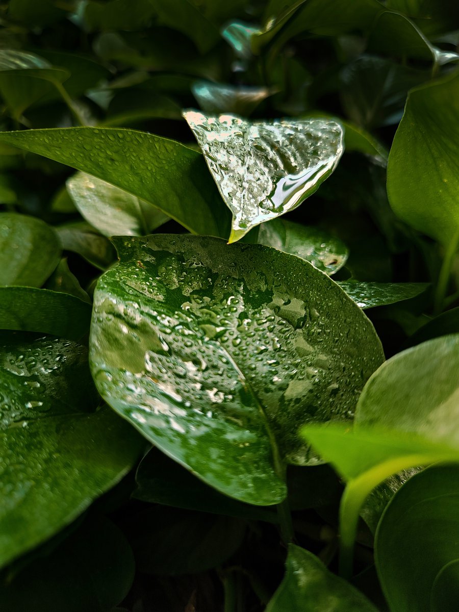 carolinelins's tweet photo. você curte tirar foto no modo macro do celular mas não sabe usar direito?

acabei de fazer esse tutorial pra você:

https://t.co/cNRionlK9G https://t.co/anC1aTZ0uh