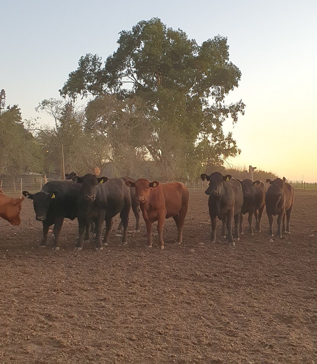 Vaquillonas Aberdeen Angus Puro Controlado. Futuras madres!
#Aberdeenangus