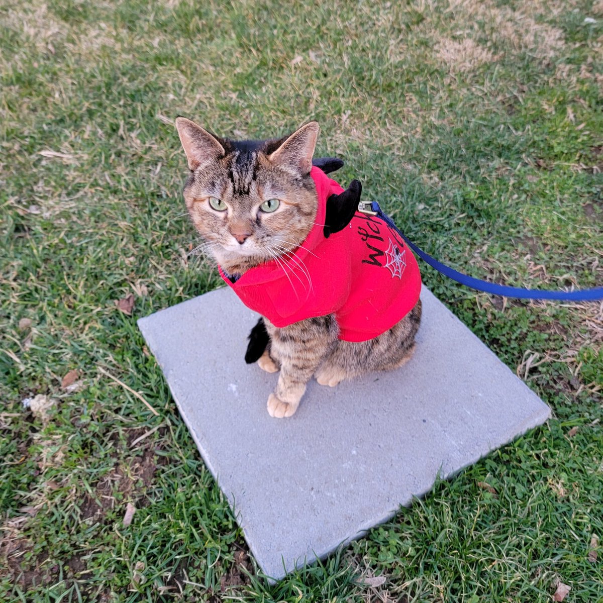 Auverus's tweet photo. It was nice out today, so Shishi got a short walk. https://t.co/gsvC5cOLPq