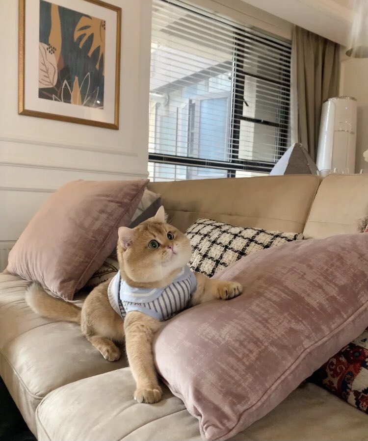 MinaClaim9's tweet photo. The more you know, the more you love ❤️
#Boki🐈 https://t.co/MKnA621zps