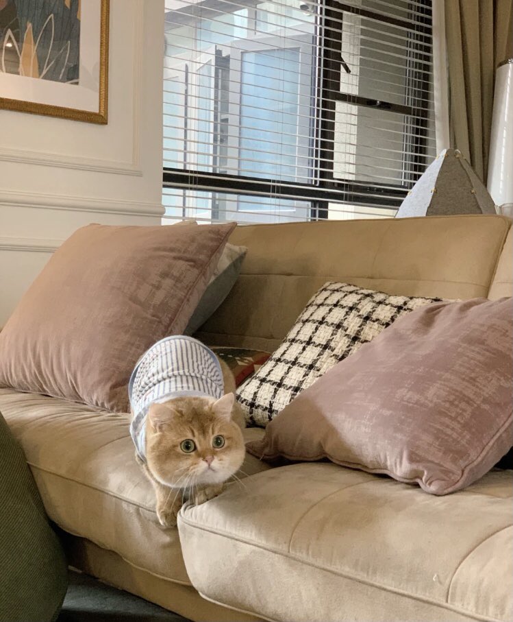 MinaClaim9's tweet photo. The more you know, the more you love ❤️
#Boki🐈 https://t.co/MKnA621zps
