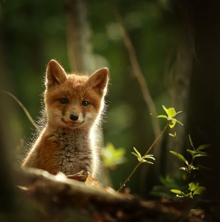 Hope and fear cannot occupy the same space.
Invite one to stay.

Maya Angelou
#writing