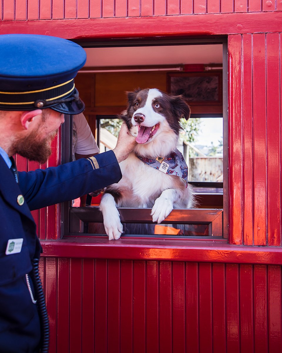 sunshinecoastoz's tweet photo. All aboard! The @maryvalleyrattler, or ‘The Rattler’, as it’s known to locals, is one of Queensland’s most iconic heritage experiences 🚂 

Psst! You can even take your furry friend along 🐶

#visitsunshinecoast #sunshinecoastforreal #sunshinemoment https://t.co/TbBi0g13hA