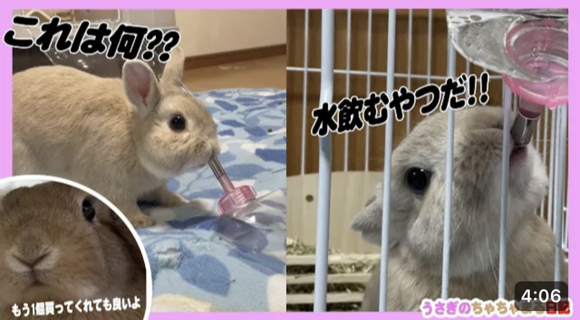 新しい給水ボトルをウサギにあげてみた結果!?うさぎのちゃちゃまる日記＠476 youtu.be/VnokszYRYNQ <a href="/YouTube/">YouTube</a>より
おはようございます😊YouTube更新しましたので、よろしければご視聴、チャンネル登録よろしくお願い致します🙇🏻‍♀️