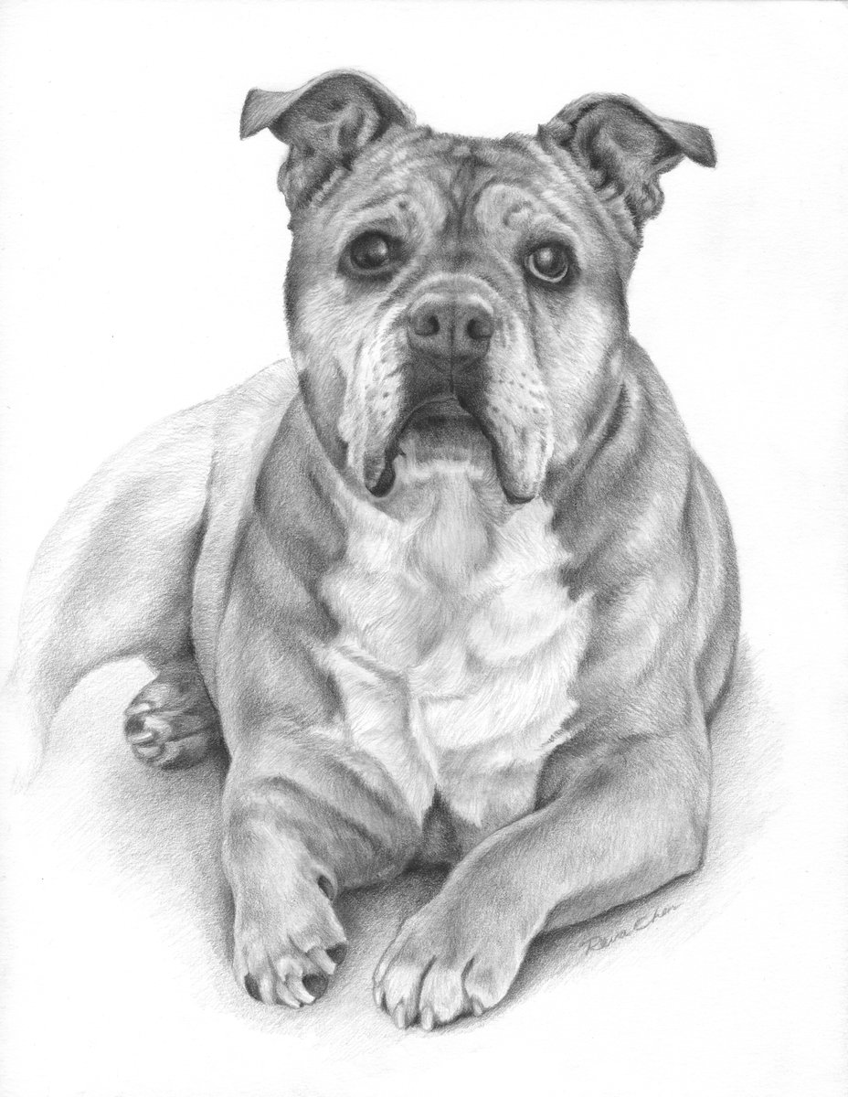 revaDraws's tweet photo. Hi guys, I hope you're all doing well! This is Tilly's portrait in graphite. She looks like such a sweetie. I really enjoyed drawing her. 😊 https://t.co/DzBJAnVUuh