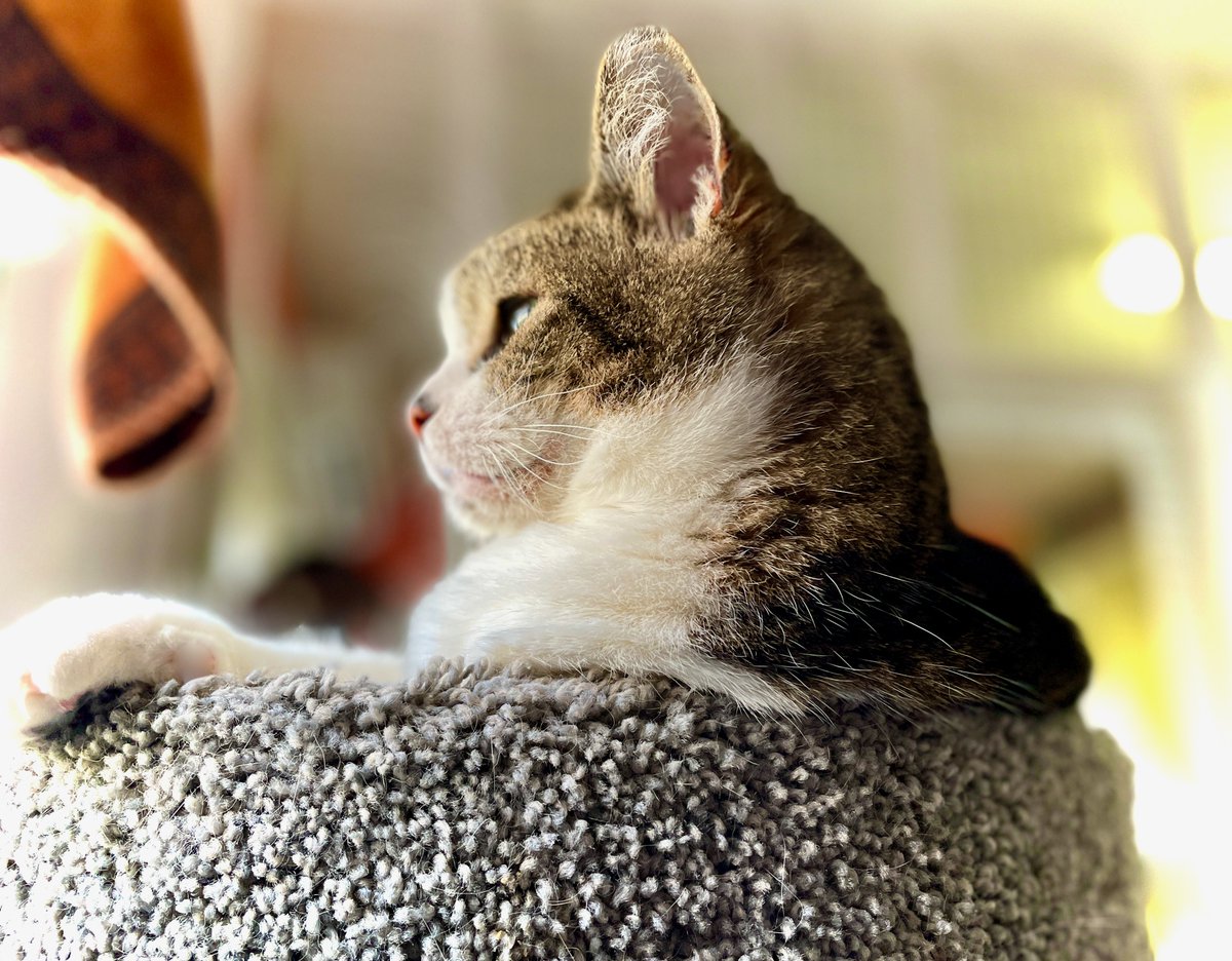#GoodMorning from lovely Matilda💖This sr kitty loves to sit up high &amp; look out the window while she awaits a forever #home. Pls RT to help her find the person she wants to #adopt! #cat #Sunday #cats #AdoptDontShop #love #rescue #love #Virginia #DC #NoVA #Maryland #WashingtonDC