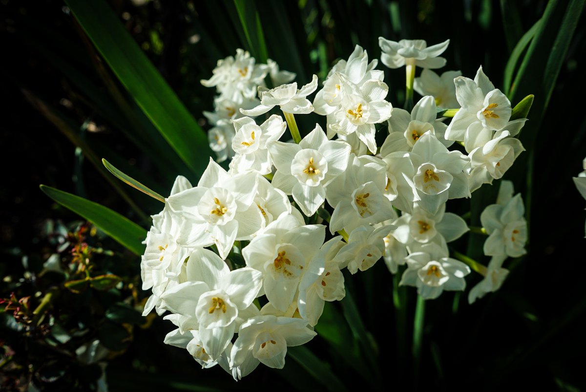 gardenersnotebk's tweet photo. Paperwhites, Sherman Oaks, California

https://t.co/mfI4y6ocnP

https://t.co/LhqWJlTHg9

➡️ I have moved here
https://t.co/PxU4kEiVjf and https://t.co/EdRWvQ4P89 

#paperwhites #flowers #nature #outdoors #california #losangeles  #travel #plants #photography https://t.co/T8T4WaZLKA