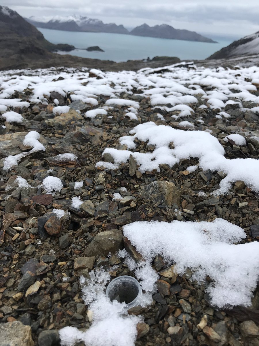 Quite a challenge to find our insect traps among the snow… #southgeorgia