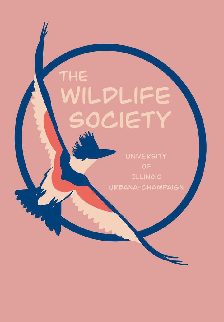 A huge thanks to <a href="/KingfisherUIUC/">The Illinois Kingfisher</a> for this awesome temporary profile picture! Featuring the belted kingfisher!