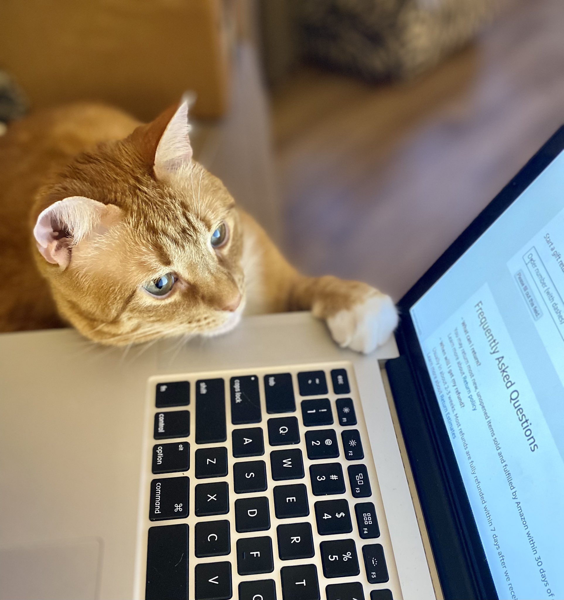 chevy-the-carnivore-king-on-twitter-helping-mom-with-an-amazon-return