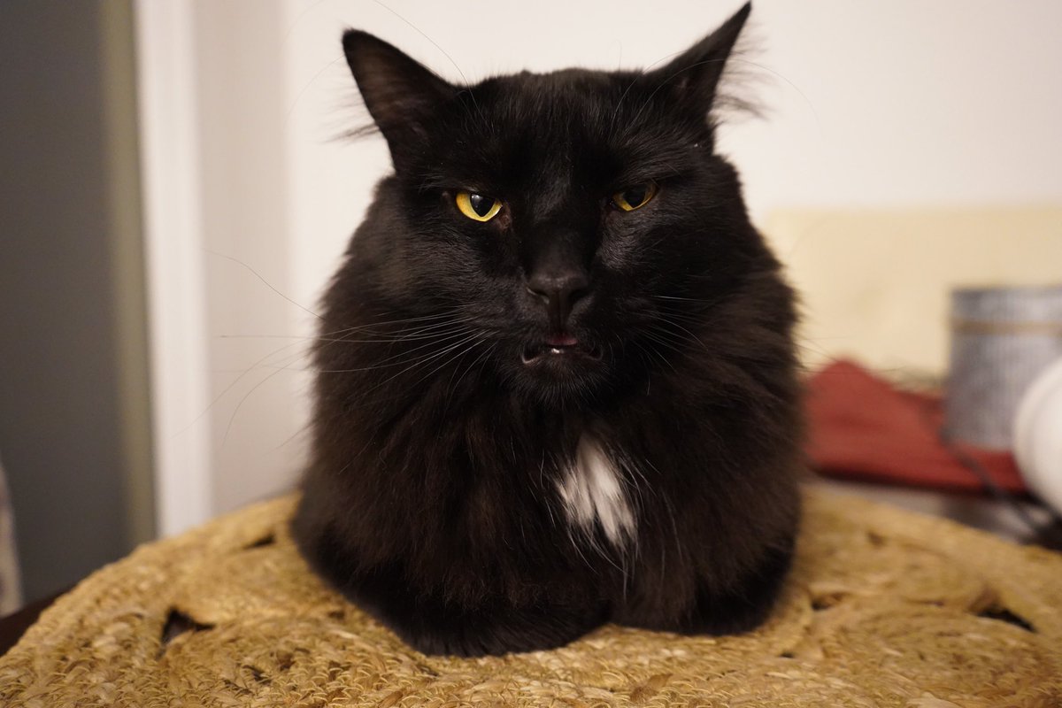 chance__stack's tweet image. #Caturday #binx