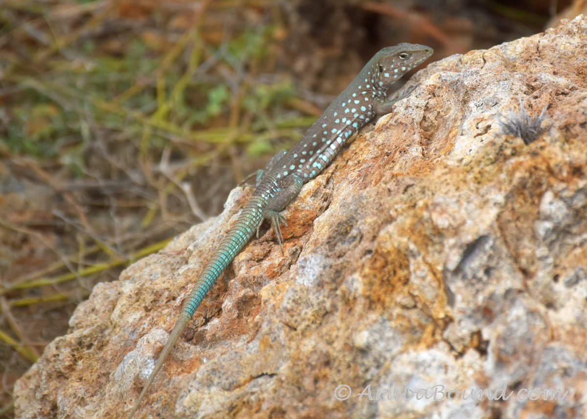 Cnemidophorus arubensis, the Aruba whiptail, is known to locals as the  Cododo! #LoveInAruba <a href="/GAfamilyTV/">Great American Family</a> #GreatAmericanFamily #GreatAmericanValentines #WelcomeHome 🌴#Aruba 🌴 #OneHappyIsland #DiscoverAruba