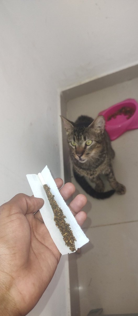 BlackHigh_'s tweet photo. @shitpostverdade https://t.co/IKIBRBcMFQ