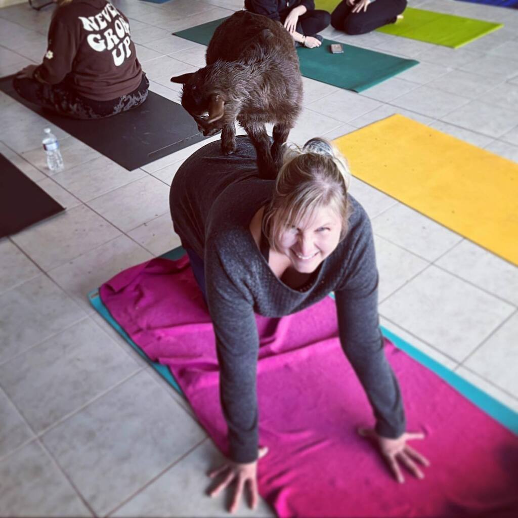 Well, we’ve driven further for stranger things than this…🐐🐐🐐#goatyoga