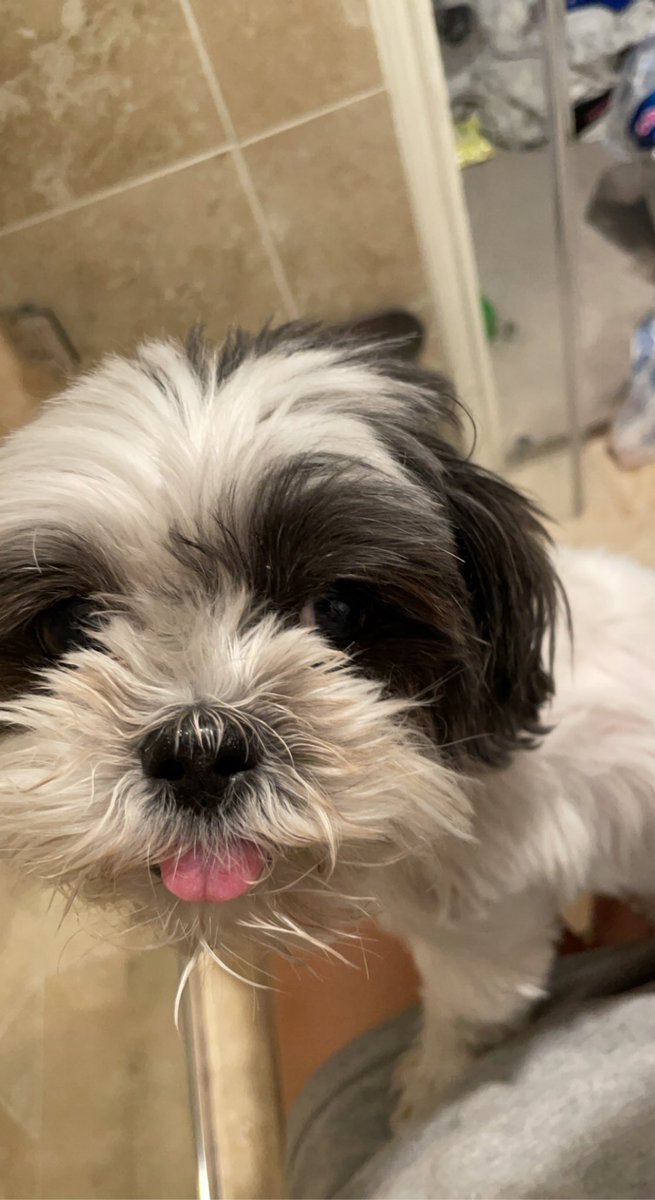 erinsemplee's tweet photo. happy #DoggoClock #P4A2023 to samโs blep!!! https://t.co/5yZ1eUSwKg