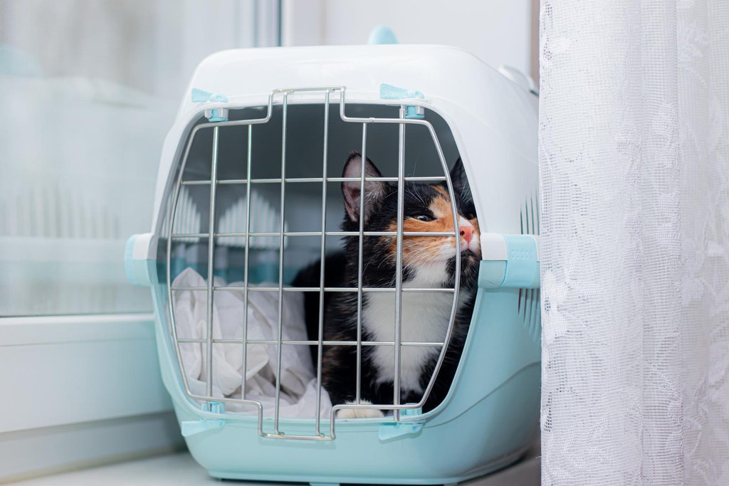 CitizenShipper's tweet image. Get a better idea of what it takes to transport a cat long-distance so you’re ready to start bidding and winning shipments!

Read the full article: How to Safely Transport Cats Long Distance
▸ citizenshipper.com/blog/safe-cat-…

#Catsincars #Cattravel #Catcarrier