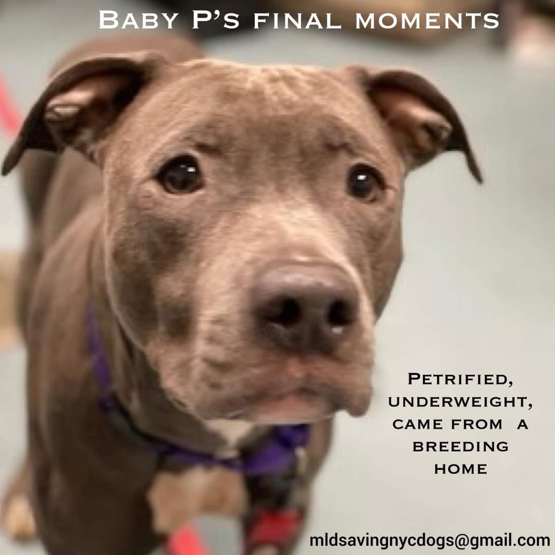 RobbieKey10's tweet image. Please dear God bring fosters/adopters rescues for #killcommand dogs everywhere! Nena Moo, Baby P, Waffles, Nova, Aries and Germany at #NYCACC They should not have the power to murder healthy adoptable dogs! If in northeast and can help DM @CathyPolicky or @SuzanneSugar now!