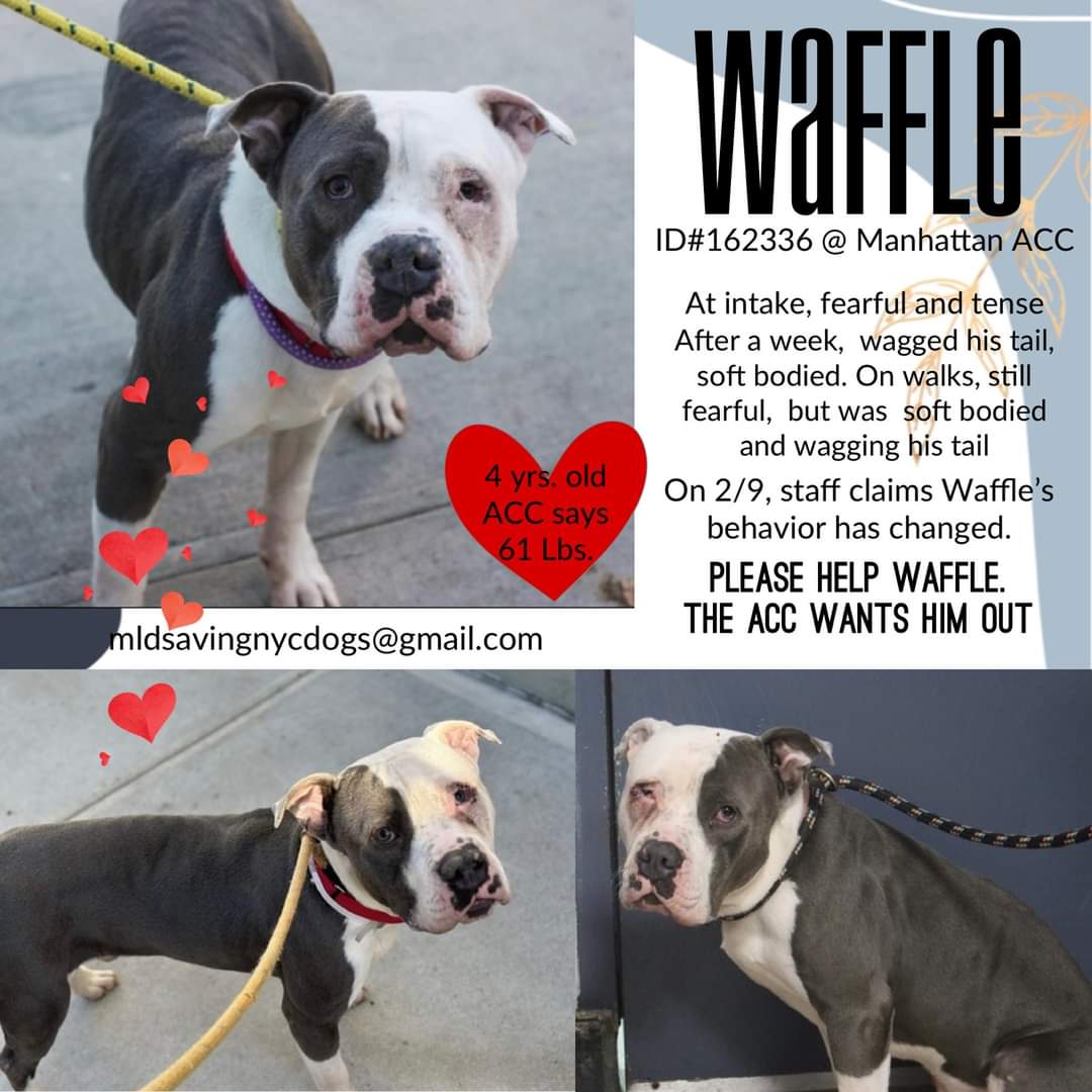 RobbieKey10's tweet image. Please dear God bring fosters/adopters rescues for #killcommand dogs everywhere! Nena Moo, Baby P, Waffles, Nova, Aries and Germany at #NYCACC They should not have the power to murder healthy adoptable dogs! If in northeast and can help DM @CathyPolicky or @SuzanneSugar now!