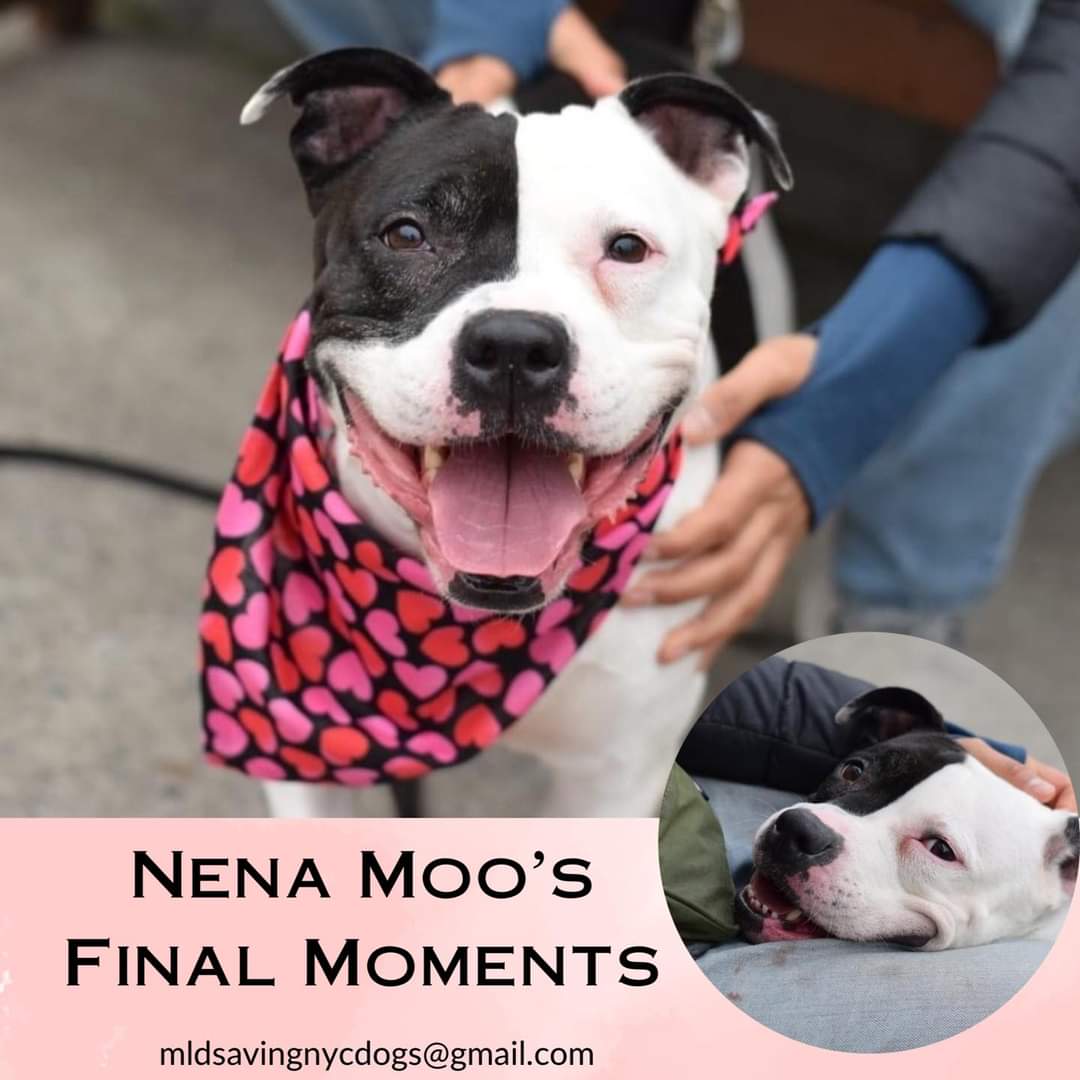 RobbieKey10's tweet image. Please dear God bring fosters/adopters rescues for #killcommand dogs everywhere! Nena Moo, Baby P, Waffles, Nova, Aries and Germany at #NYCACC They should not have the power to murder healthy adoptable dogs! If in northeast and can help DM @CathyPolicky or @SuzanneSugar now!