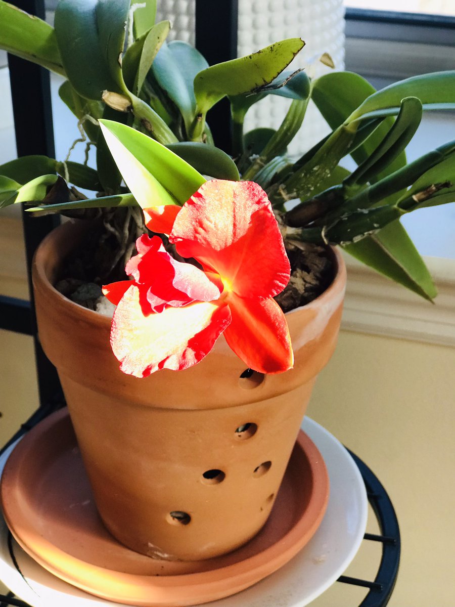 Oasis0110's tweet photo. This orchid girl is on fire 🔥 #cattleya #orchid #orchids #orquidea #סחלב https://t.co/CDkEiUFAGU