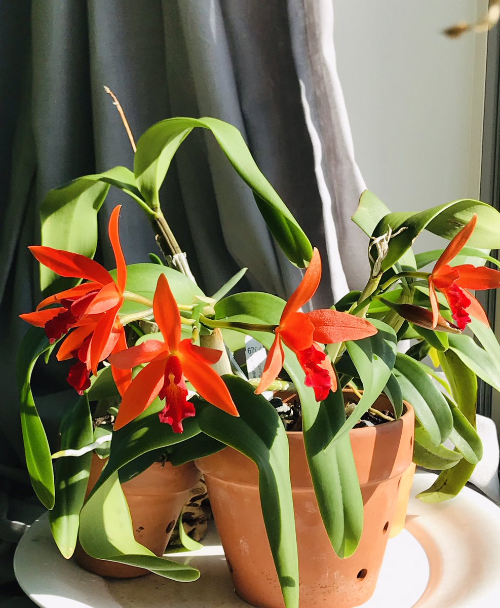 Oasis0110's tweet photo. Amazing deep colors on this cattleya orchid flowers. #orchid #orchids #cattleya #סחלב https://t.co/UpksifElxw