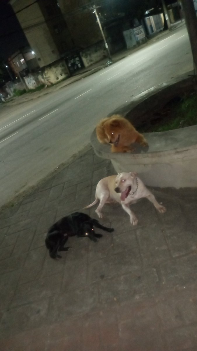 Meu amor por vcs nunca vai acaba a alegria de vcs e a minha a minha cara pode ser até de ruim mais o coração sempre foi e vai ser bom 🐶♥️😍
