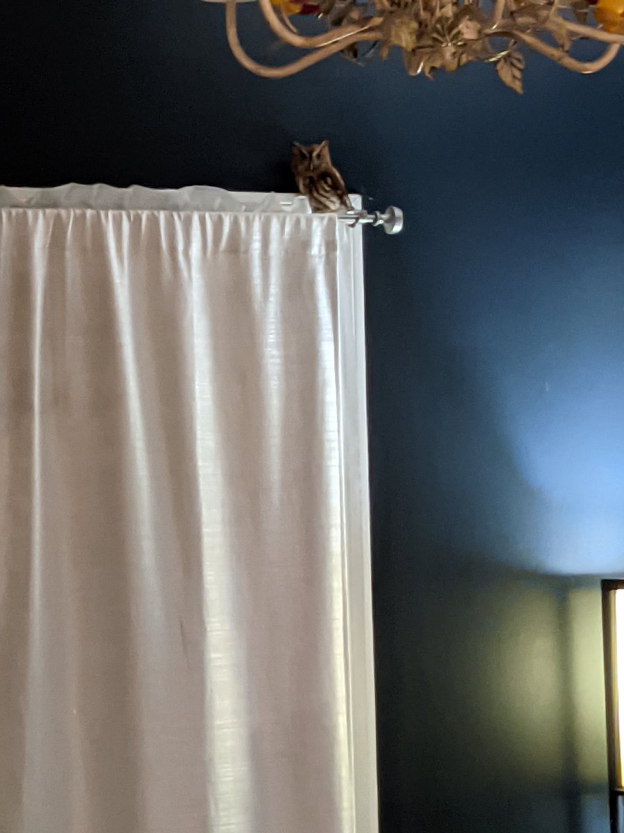 jaymeaux_'s tweet photo. pretty sure I'm about to start a quest https://t.co/VtN2s8nIcI