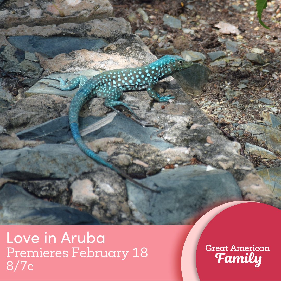 Aruban whiptails! #LoveInAruba #GreatAmericanValentines #GreatAmericanFamily #WelcomeHome <a href="/DavidSMcConnell/">David S. McConnell</a> #SashleighaHightower 💘