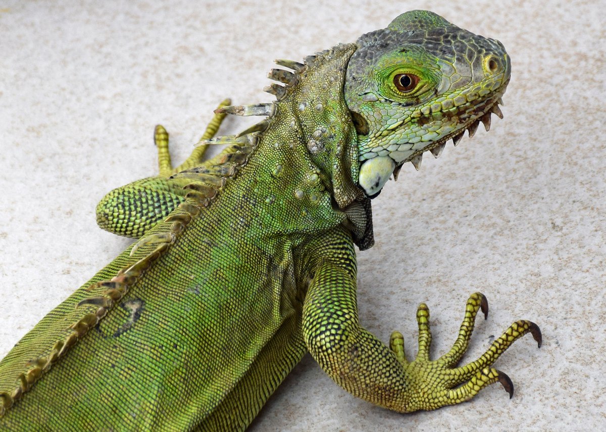 Aruban Whiptail Lizards are beautiful but so are the iguanas! #LoveInAruba <a href="/GAfamilyTV/">Great American Family</a> #GreatAmericanFamily #GreatAmericanValentines #WelcomeHome #Aruba #OneHappyIsland #DiscoverAruba