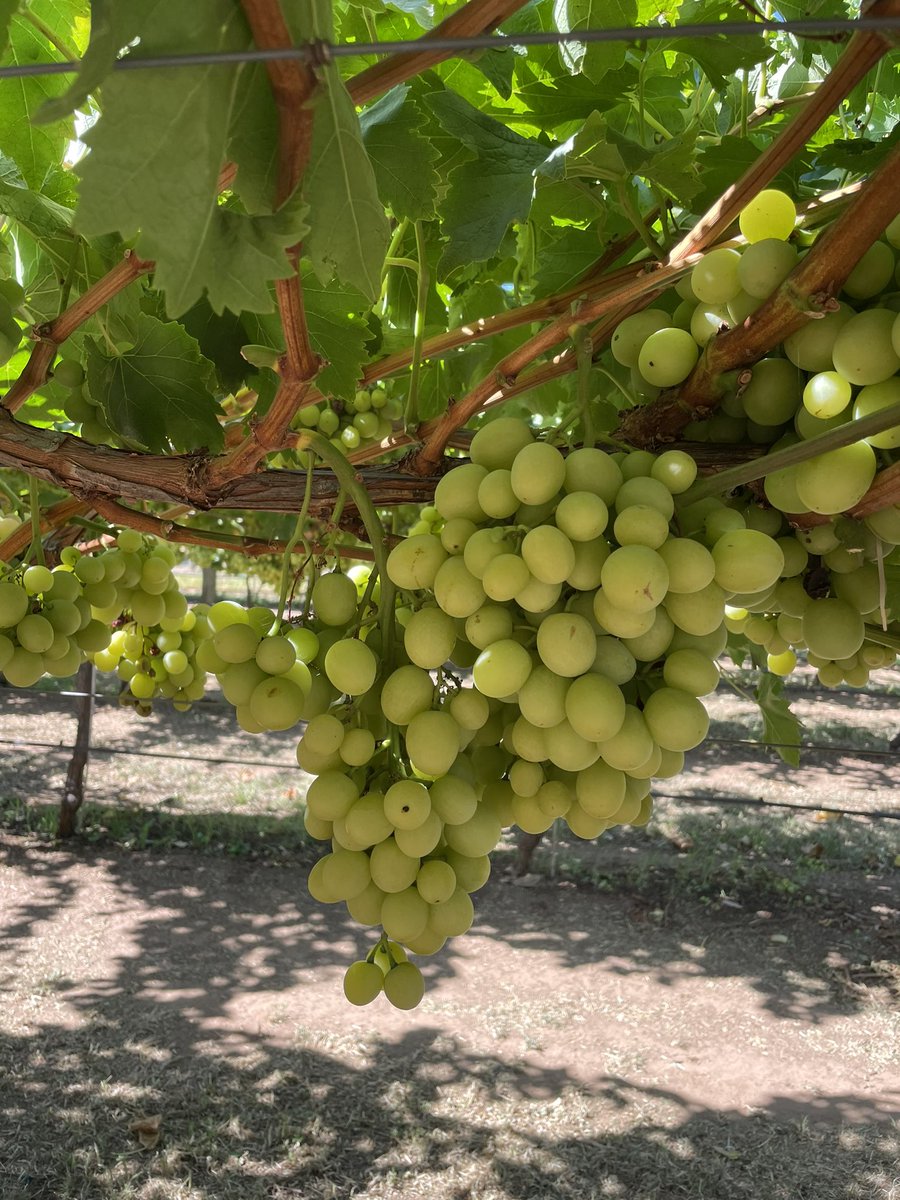 The Swan Valley, WA tweet media