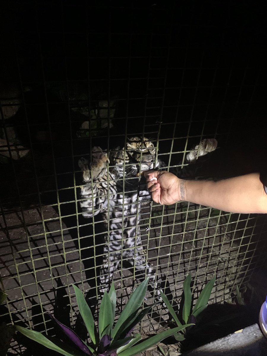 Belize Zoo at night!