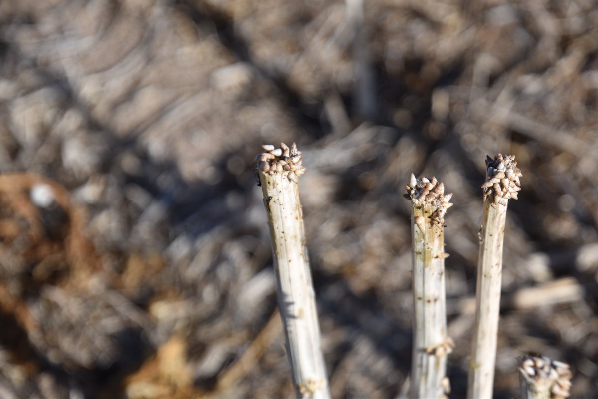 MichaelYPmnm's tweet photo. Seems there’s been a change in the dominant snail type at this YP Warooka site. Short Pointed Snails have survived control treatments in above average rainfall conditions in 2022. https://t.co/gKxCUYZL2k