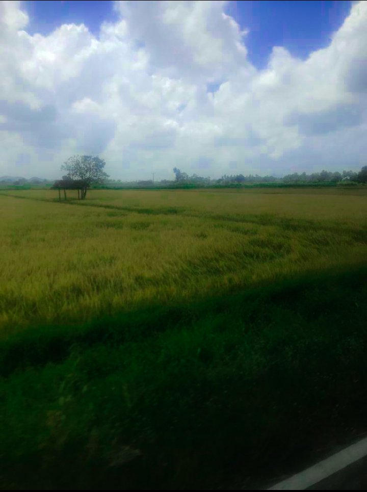 fathima_sadeeka's tweet photo. “And joy is everywhere; it is in the earth’s green covering of grass; in the blue serenity of the sky.”
#fromthewindow https://t.co/osyOgaPWgN