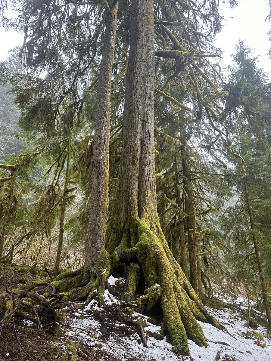 @keeper_of_books Sitka spruce, made today in Mt. Baker/Snoqualmie National Forest. #MtBaker #Snoqualmie