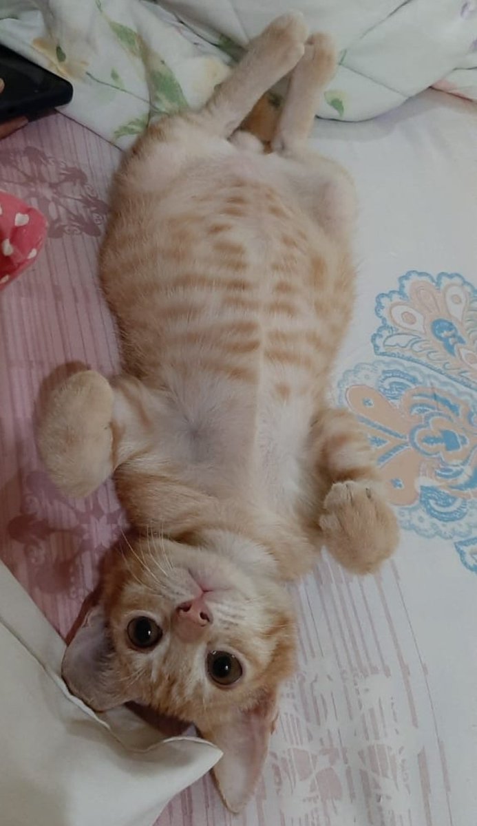 kochengfs tweet picture